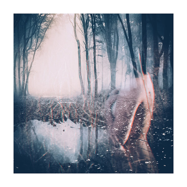 Tirage d'art - Forêt II